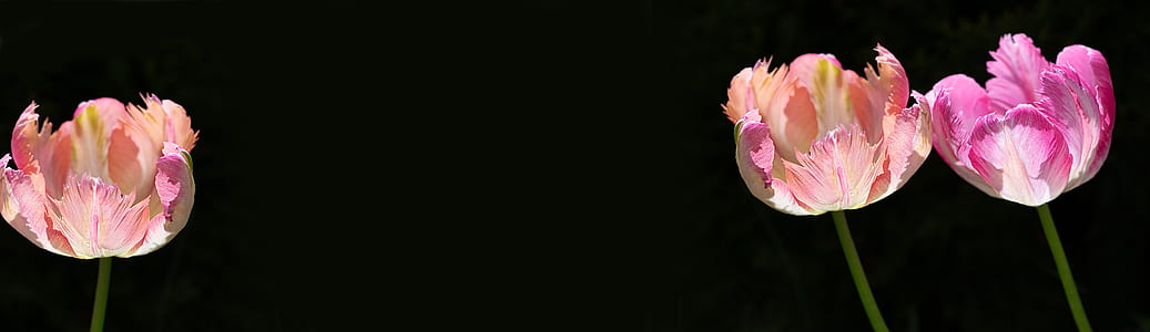 three pink roses with black background thumbnail
