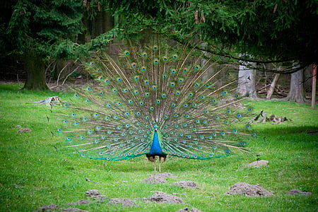 blue and green peacock walking on grass during daytime thumbnail
