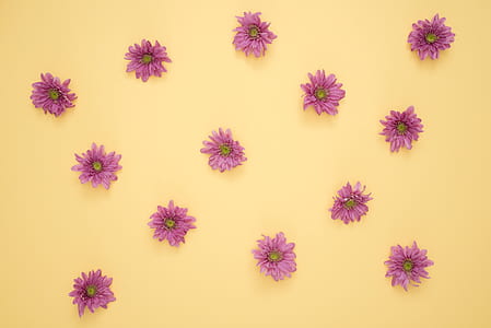 macro photography of pink Gerbera flowers thumbnail