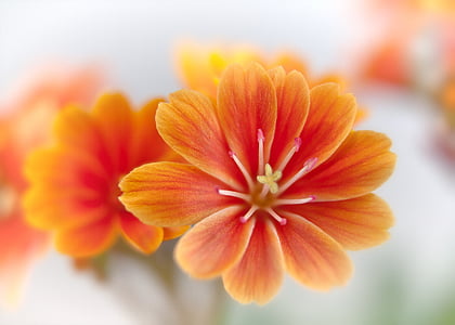 selective focus photography of orange petaled flower thumbnail