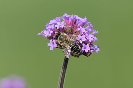 selective focus photography of honey bee on top of purple flowers thumbnail