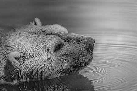 grayscale photo of bear on body of water thumbnail