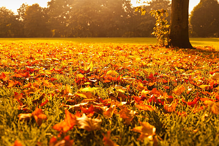 brown fallen Maple leaves on top of grasses during daytime thumbnail