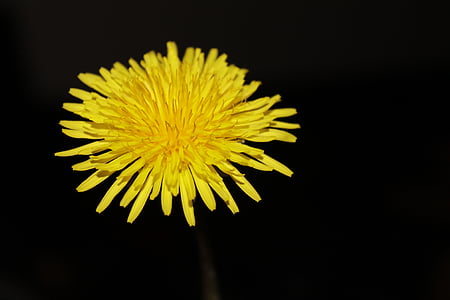 yellow dandelion flower thumbnail
