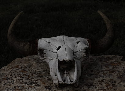 gray animal skull wall decor thumbnail