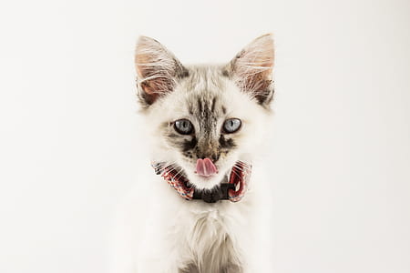Siamese cat beside white wall thumbnail