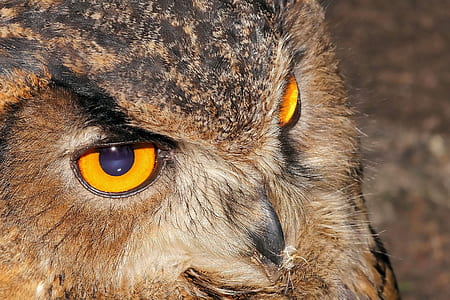 brown and black owl thumbnail