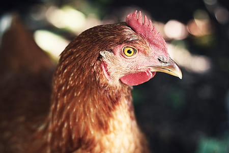closeup photo of brown chicken thumbnail