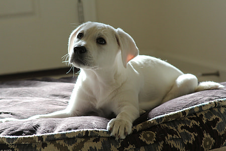 puppy sitting on bed cushion thumbnail