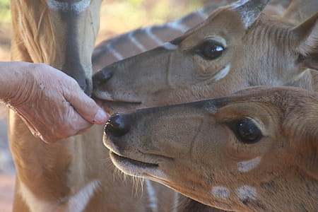Close-Up Photo of Person Feeding Brown Deer thumbnail