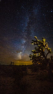 Joshua Tree watching over the Milky Way thumbnail
