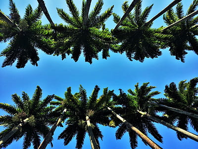 low-angle photography of inline coconut trees under calm blue sky thumbnail