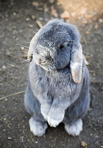 gray and white rabbit stands on ground at daytime thumbnail