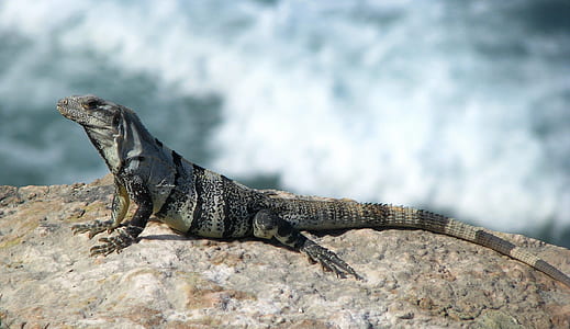 close-up photo of monitor lizard thumbnail