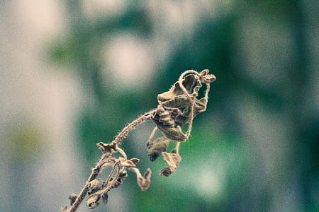 Withered Flower thumbnail