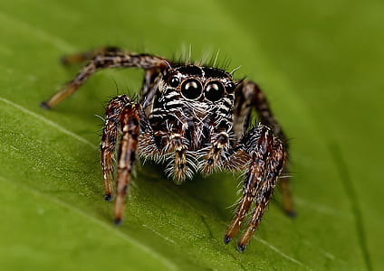 macro photography of jumping spider on leaf thumbnail