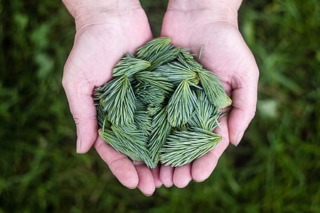 person holding green weeds thumbnail