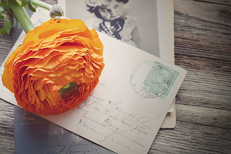 orange ranunculus on white paper thumbnail