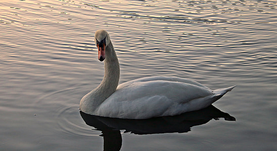 white swan in body of water thumbnail