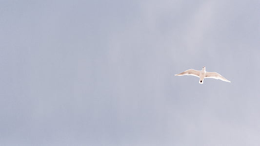 white bird at the sky thumbnail