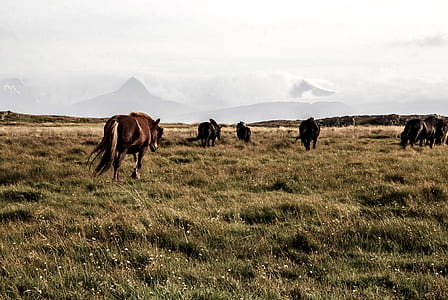 landscape, field, countryside, agriculture thumbnail