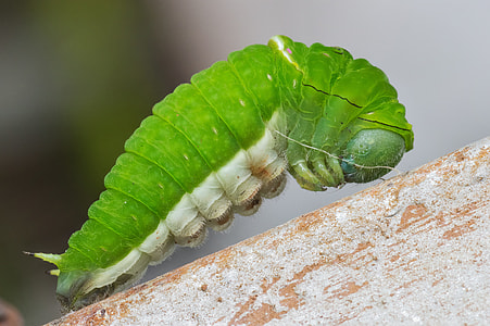 selective focus photography of green caterpillar on brown surface thumbnail