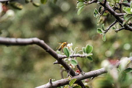 selective focus of brown bee hovering on white petaled flower during daytime thumbnail