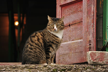 brown tabby kitten near opened brown wooden door thumbnail