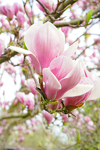 closeup photo of pink magnolias at daytime thumbnail