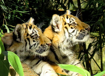 two tigers lying on grass thumbnail