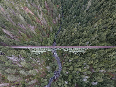 bridge near pine trees thumbnail