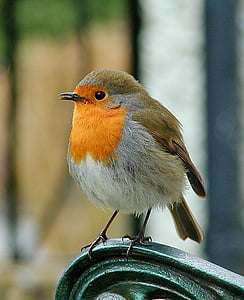 selective focus photo of European robin bird perching on black metal part thumbnail