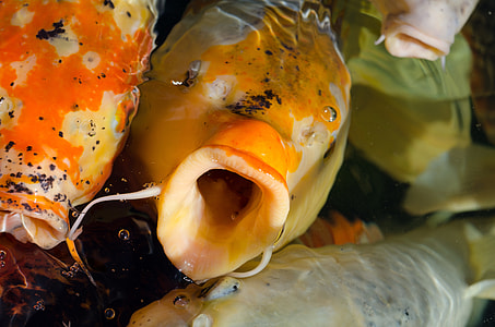 closeup photography of orange and white fish thumbnail
