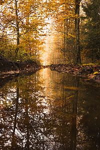 body of water surrounded by brown leafed trees thumbnail