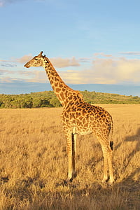 giraffe standing on grass field thumbnail