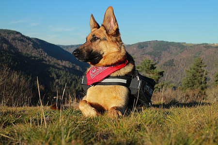 adult tan German shepherd on grass thumbnail