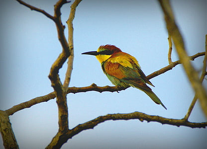 European bee eater perched on tree during daytime thumbnail