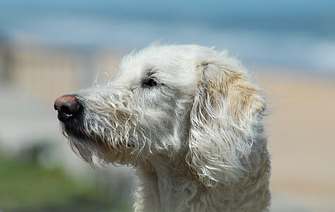 tilt shift focus photography of white dog on outdoors thumbnail
