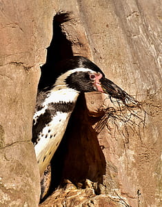 close-up photography of magellanic penguin thumbnail