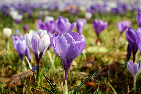 purple crocus flowers in bloom at daytime thumbnail