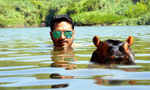 man wearing green aviator-style sunglasses soaked in lake near brown hippopotamus at daytime thumbnail