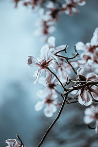 focused photo of white flower thumbnail