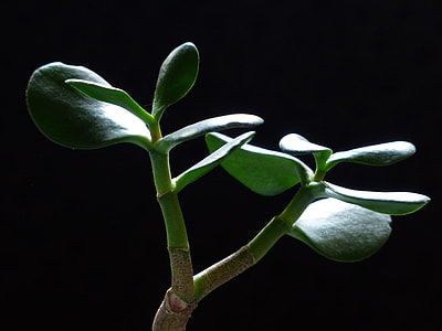 green succulent plant thumbnail