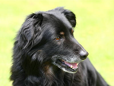 close photo of adult black Golden Retriever thumbnail