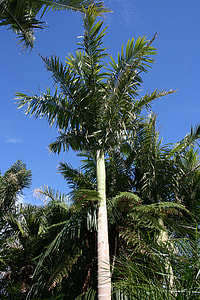 Palm Forest, Decorative Tree thumbnail