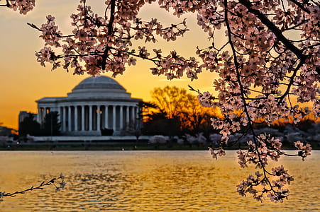 selective-focus photography of cherry blossom tree thumbnail
