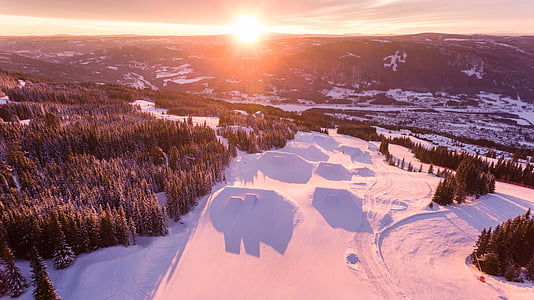 trees on tundra during golden hour thumbnail