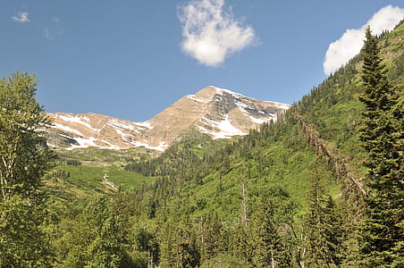 Green Trees thumbnail