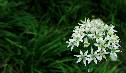 Chives, Cell Phone Cameras thumbnail