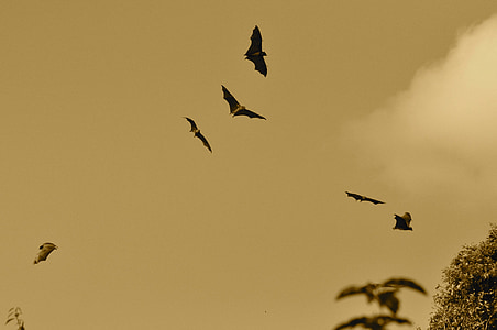 flock of birds flying under white clouds during daytime thumbnail